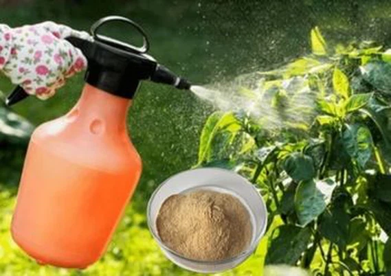 allicin Powder supplier allicin Powder supplier